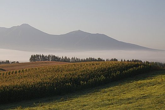 乡村,模糊,风景