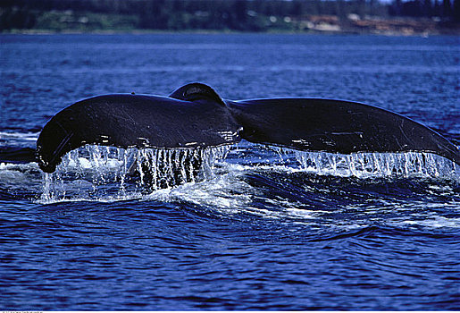 驼背鲸,弗雷德里克湾,阿拉斯加,美国
