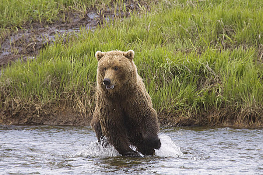 阿拉斯加,沿岸,棕熊,三文鱼,溪流,麦克尼尔河州立禁猎区,西南方