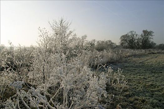 冬季风景,白霜