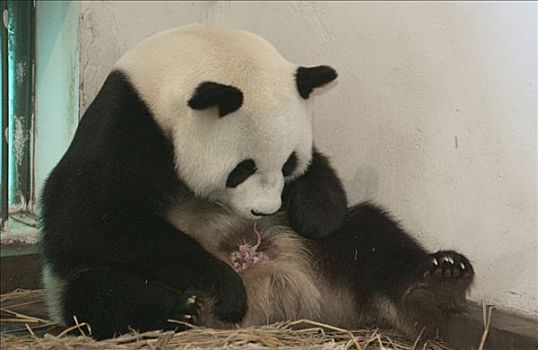 大熊猫,舔,吃,出生,普通,动作,中国,研究中心,卧龙自然保护区