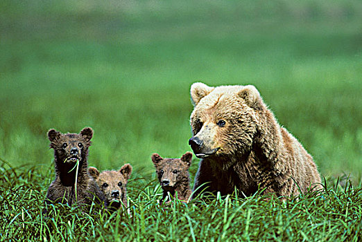 母兽,棕熊,一岁,幼兽,放牧,莎草,沿岸,阿拉斯加