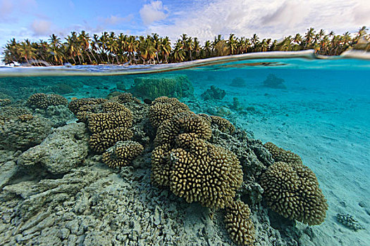 水下,贴地拍摄,风景,珊瑚礁,环礁,库克群岛
