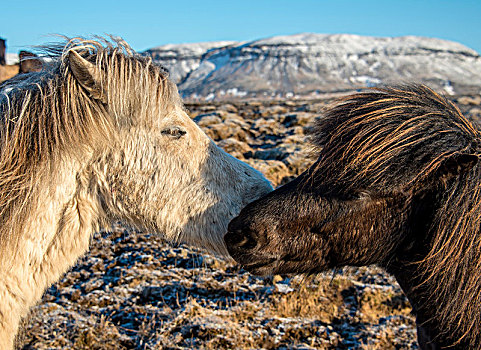 两个,冰岛马,马,嗅,相互,动物,南方,冰岛,欧洲