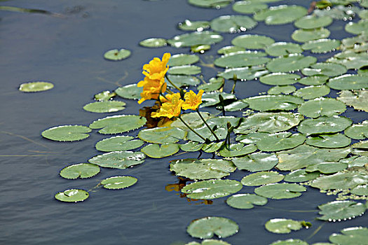 浮萍花