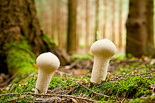 两个,蘑菇