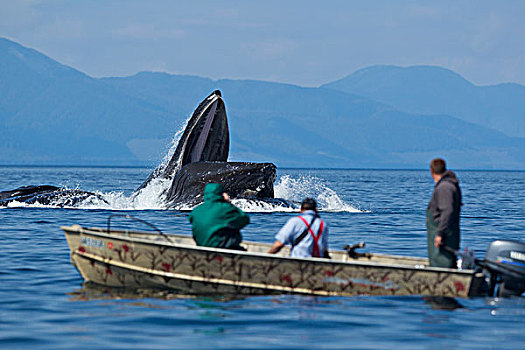 美国,阿拉斯加,渔民,快照,驼背鲸,大翅鲸属