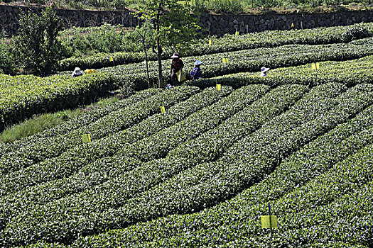 松阳茶场