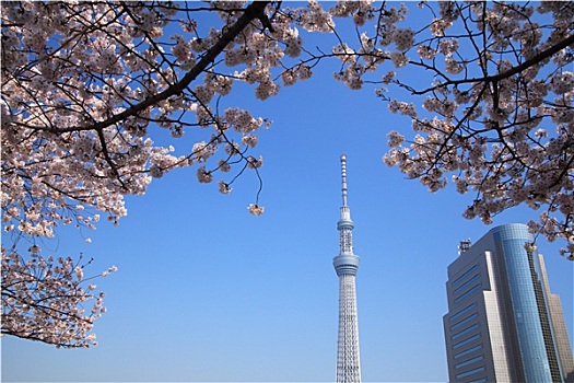 东京,天空,树,樱花