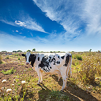 米诺卡岛,黑白花奶牛,放牧,靠近,巴利阿里群岛,牛