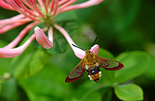 蜜蜂,天蛾,成年,金银花,花,英国,欧洲