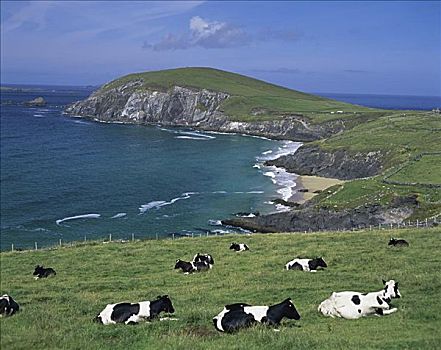 母牛,斯莱角,丁格尔半岛,爱尔兰