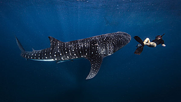潜水,游动,鲸鲨,水下视角,坎昆,墨西哥