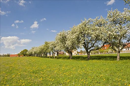 道路,梨树,开花,下奥地利州,奥地利,欧洲