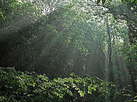 树林里的光线