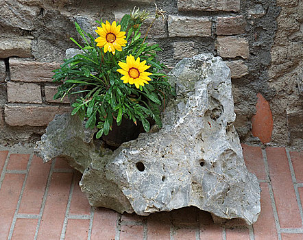 花,石头