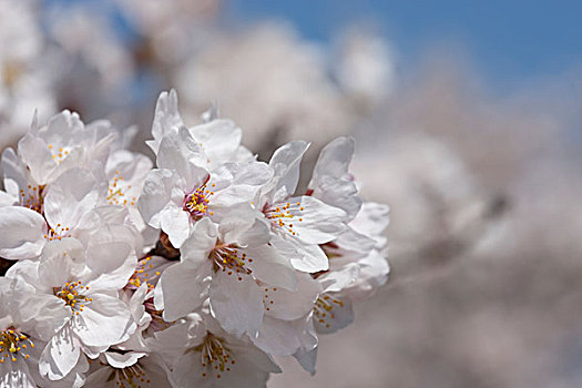 樱花,兵库,日本