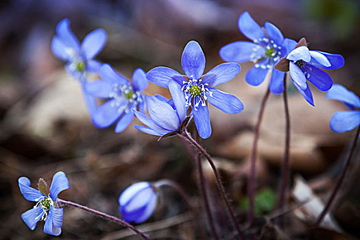 蓝色,地钱属植物,花,春天,树林,特写,照片