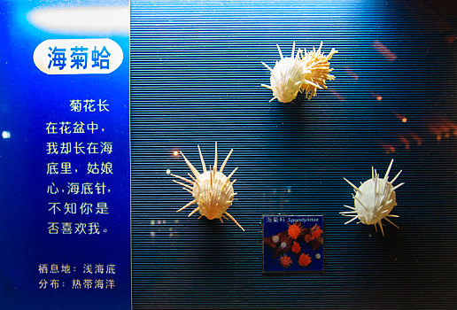 海螺,贝壳,标本,展示,室内,海洋