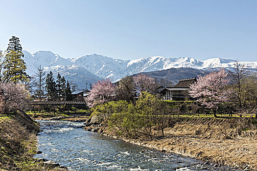 樱桃树,山,长野,日本