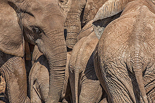 大象,水潭,阿多大象国家公园,南非