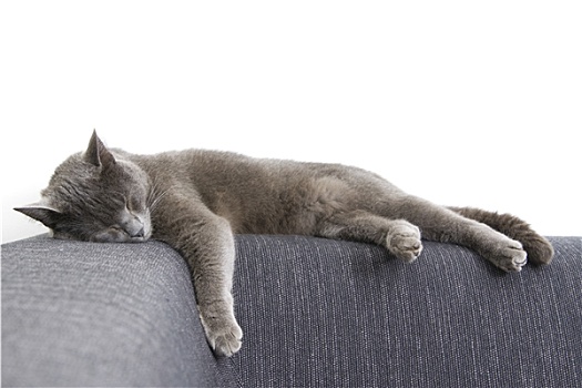 灰色,猫,沙发