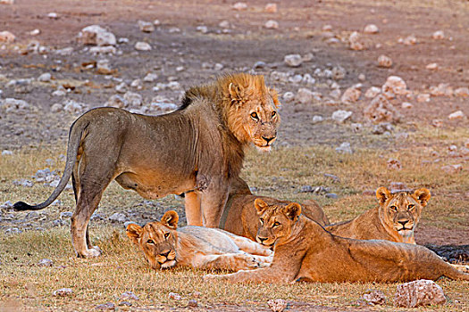 狮子,喷泉,纳米比亚