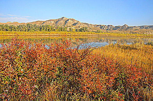 秋色,棉白杨,恐龙省立公园,艾伯塔省,加拿大