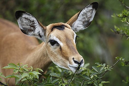 黑斑羚,湖,国家公园,乌干达,东非,非洲