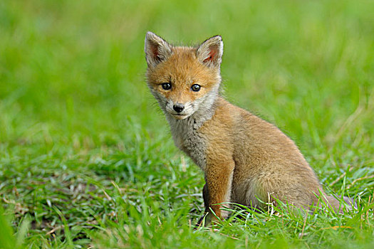 红狐,小动物,黑森州,德国