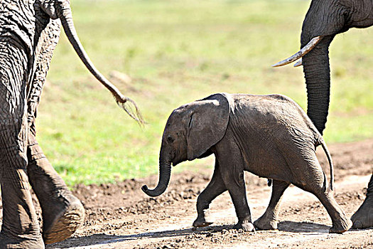 小,大象