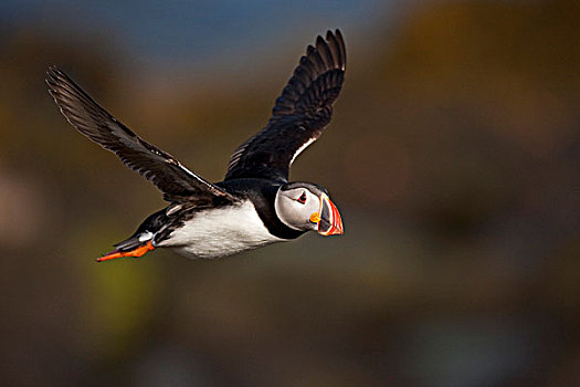角嘴海雀,北极,飞行,岛屿,冰岛,欧洲