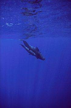 大吻巨头鲸,短肢领航鲸,一对,游动,一起,夏威夷