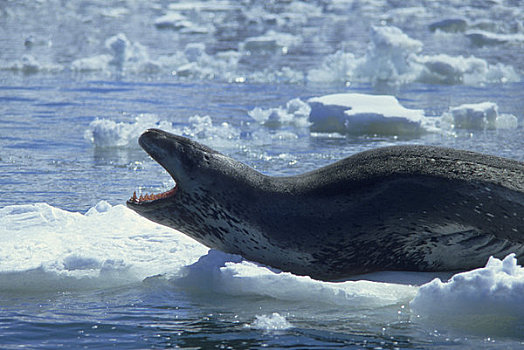 南极,海豹,浮冰