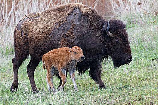 美洲野牛,野牛,母亲,国家,蒙大拿