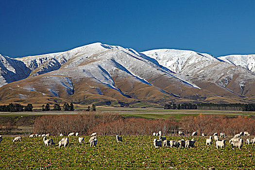 绵羊,山,靠近,中心,奥塔哥,南岛,新西兰