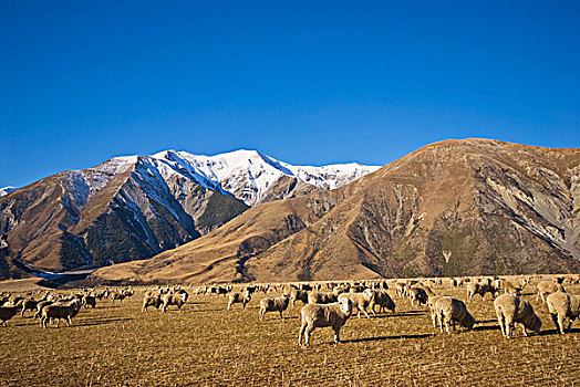 家羊,成群,放牧,草场,南阿尔卑斯山,南岛,新西兰