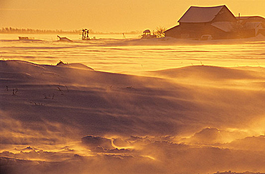 雪,吹,上方,农民,土地,靠近,曼尼托巴,加拿大