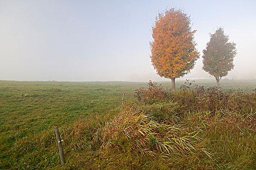 美国,佛蒙特州,秋天,树,雾状,早晨