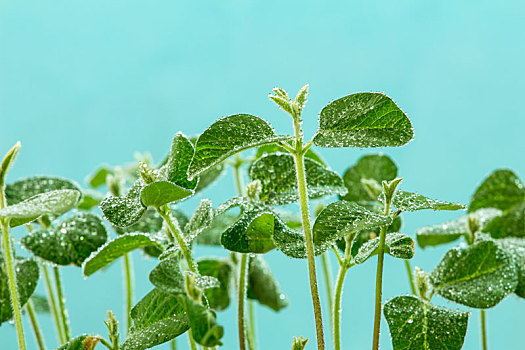 翠绿茁壮的嫩芽