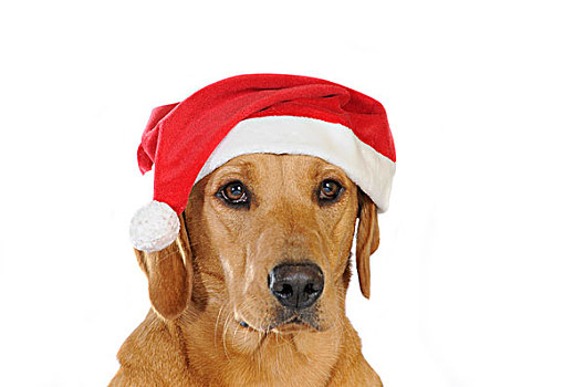 黄色拉布拉多犬,母狗,戴着,圣诞帽,肖像