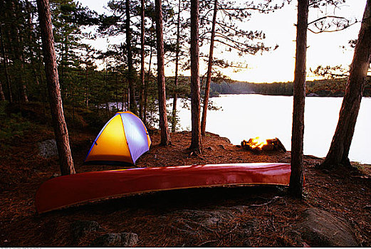 营地,松树,湖,阿尔冈金省立公园,安大略省,加拿大