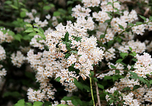 初夏时节猬实花艳