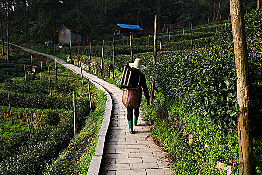 龙井村翁家山