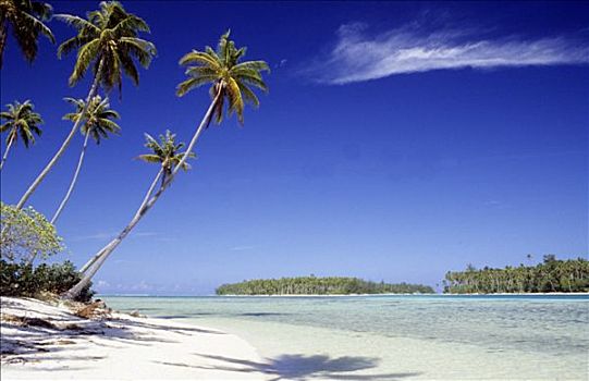 法属玻利尼西亚,棕榈树,海滩,岛屿,背影