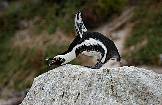 企鹅,侵略展览,南非