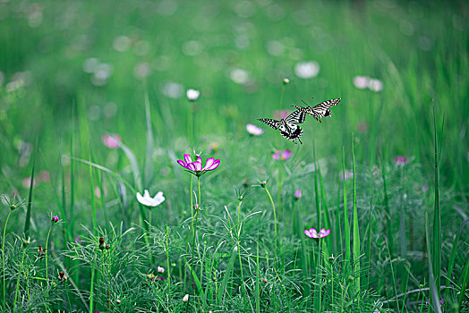 花与蝶