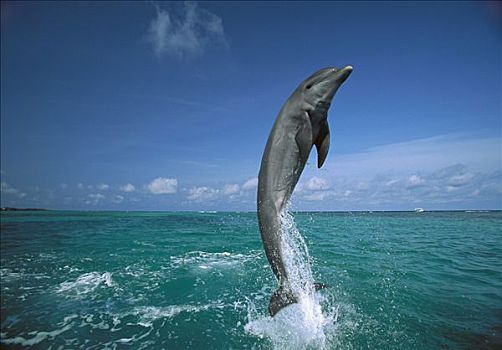 宽吻海豚,跳跃,水,加勒比海