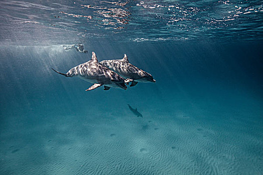 水下视角,潜水,跟随,海豚
