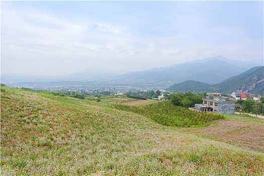 陕西西安蓝田荞麦花观光点